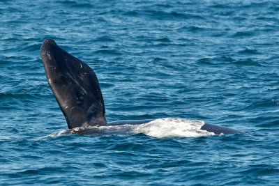 North Atlantic Right Whale flipper