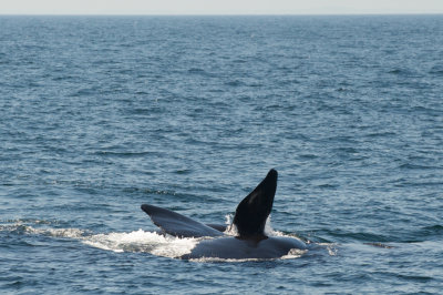 North Atlantic Right Whales