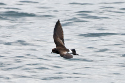 Wilson's Storm-Petrel