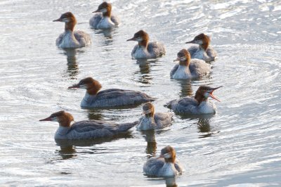 Common Merganser family