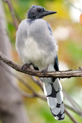 Blue Jay fledgling