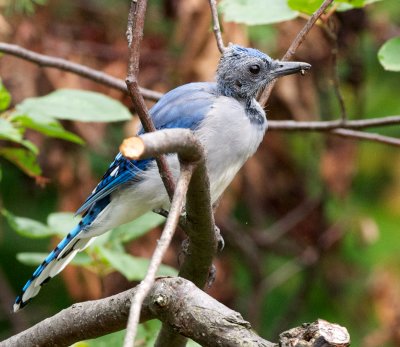 Blue Jay fledgling