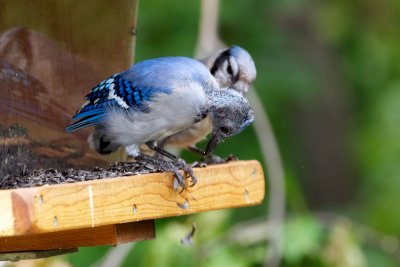 Blue Jay fledgling with adult