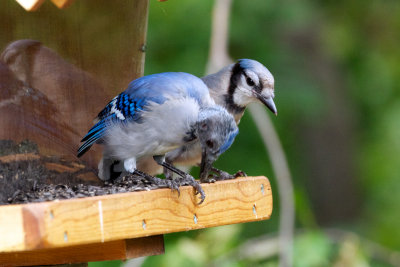 Blue Jay fledgling with adult