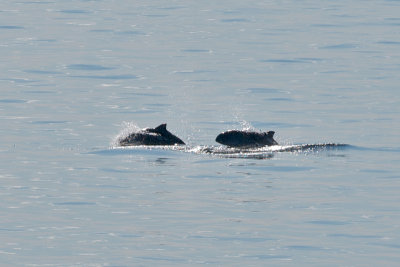 Harbor Porpoises