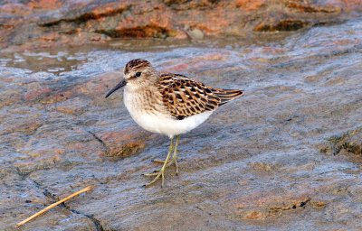 Least Sandpiper