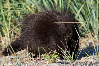 Porcupine cute side