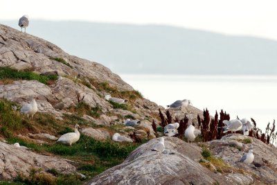 Snow Geese