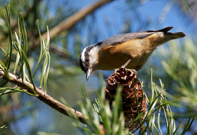 Red-Breasted Nuthatch on pine cone