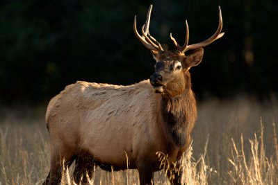 Young Bull Elk