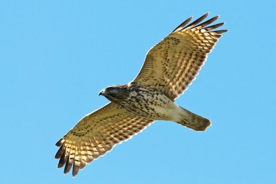 Red-Shouldered Hawk juvenile