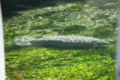 Manatees