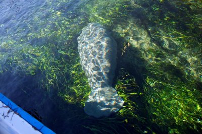 Manatee