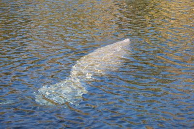 Manatee