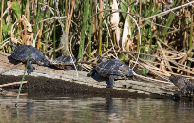 Suwanee Cooters and a small gator