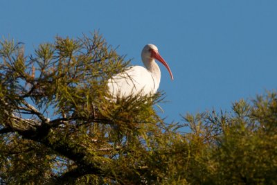 White Ibis