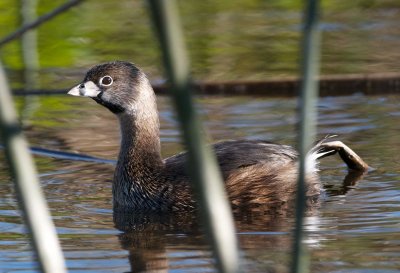 Pied-Billed Grebe