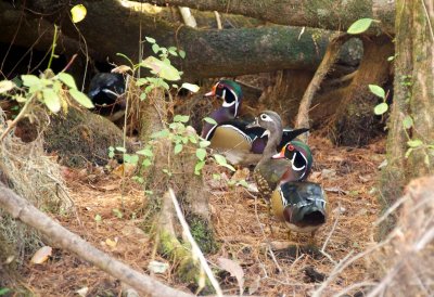 Wood Ducks