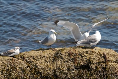 Black-Legged Kittiwakes and a juvenile Bonaparte's