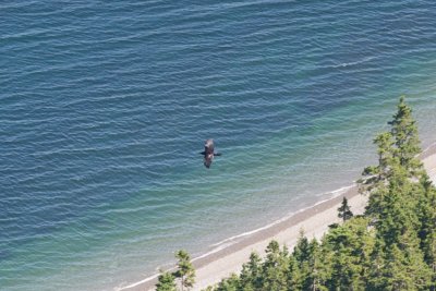 Common Raven soaring, from above