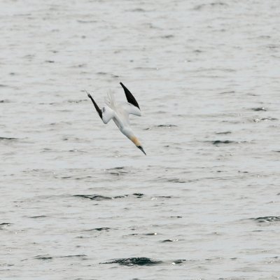 Northern Gannet plunge-dive 2a