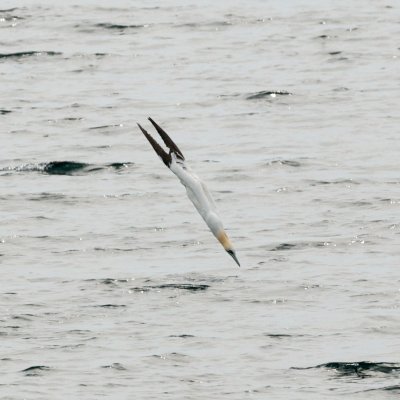 Northern Gannet plunge-dive 3a