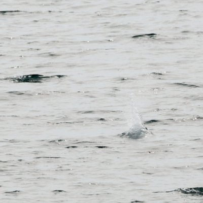 Northern Gannet plunge-dive 4a