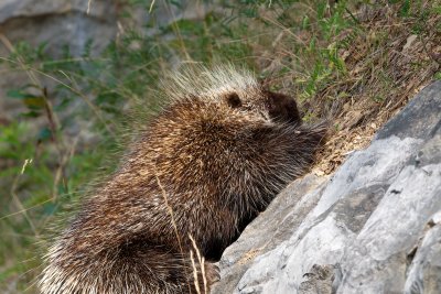 Porcupine scrambling