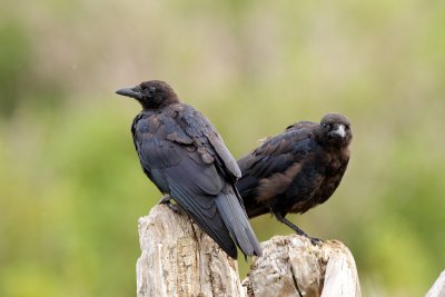 American Crows