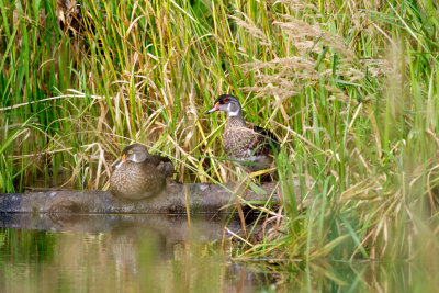 Wood Ducks, Forillon NP