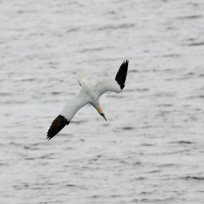 Northern Gannet plunge-dive 1