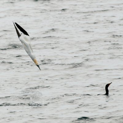 Northern Gannet plunge-dive 3