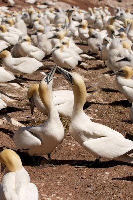 Northern Gannet couple greeting each other