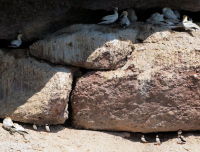 Northern Gannets and Atlantic Puffins