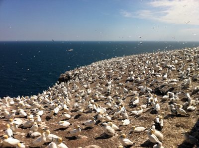 View of the Gannet colony