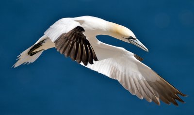 Northern Gannet in flight