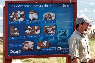 Behaviors of the Fou de Bassan (Northern Gannet)