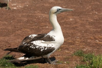 Northern Gannet third-year individual