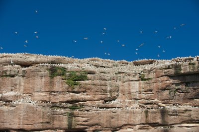 Northern Gannets nesting, from the ferry