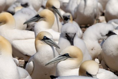 Gannet adults and chicks