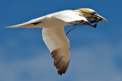 Northern Gannet with nesting material