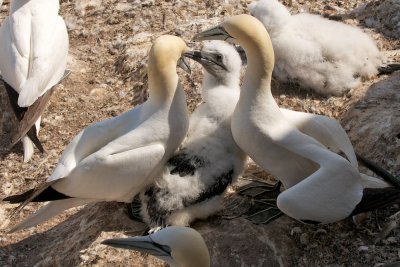 Northern Gannet chick begging