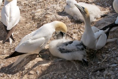 Northern Gannet chick feeding