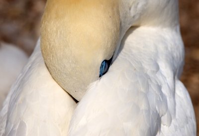 Sleepy Gannet Close-up