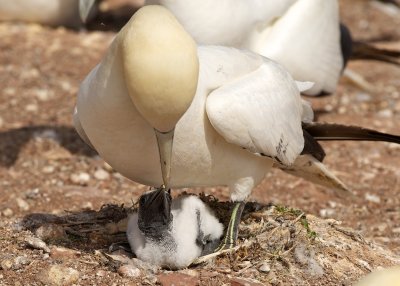 Northern Gannet parent and chick 2