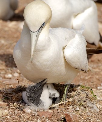 Northern Gannet parent and chick 4