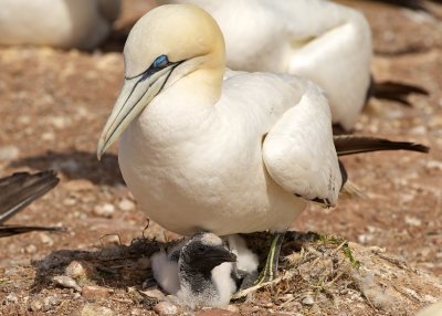 Northern Gannet parent and chick 5