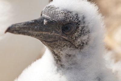 Northern Gannet chick