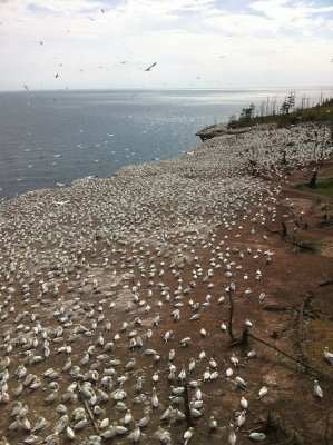 Gannet colony from above