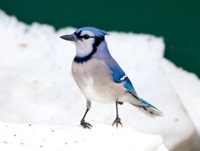 Blue Jay